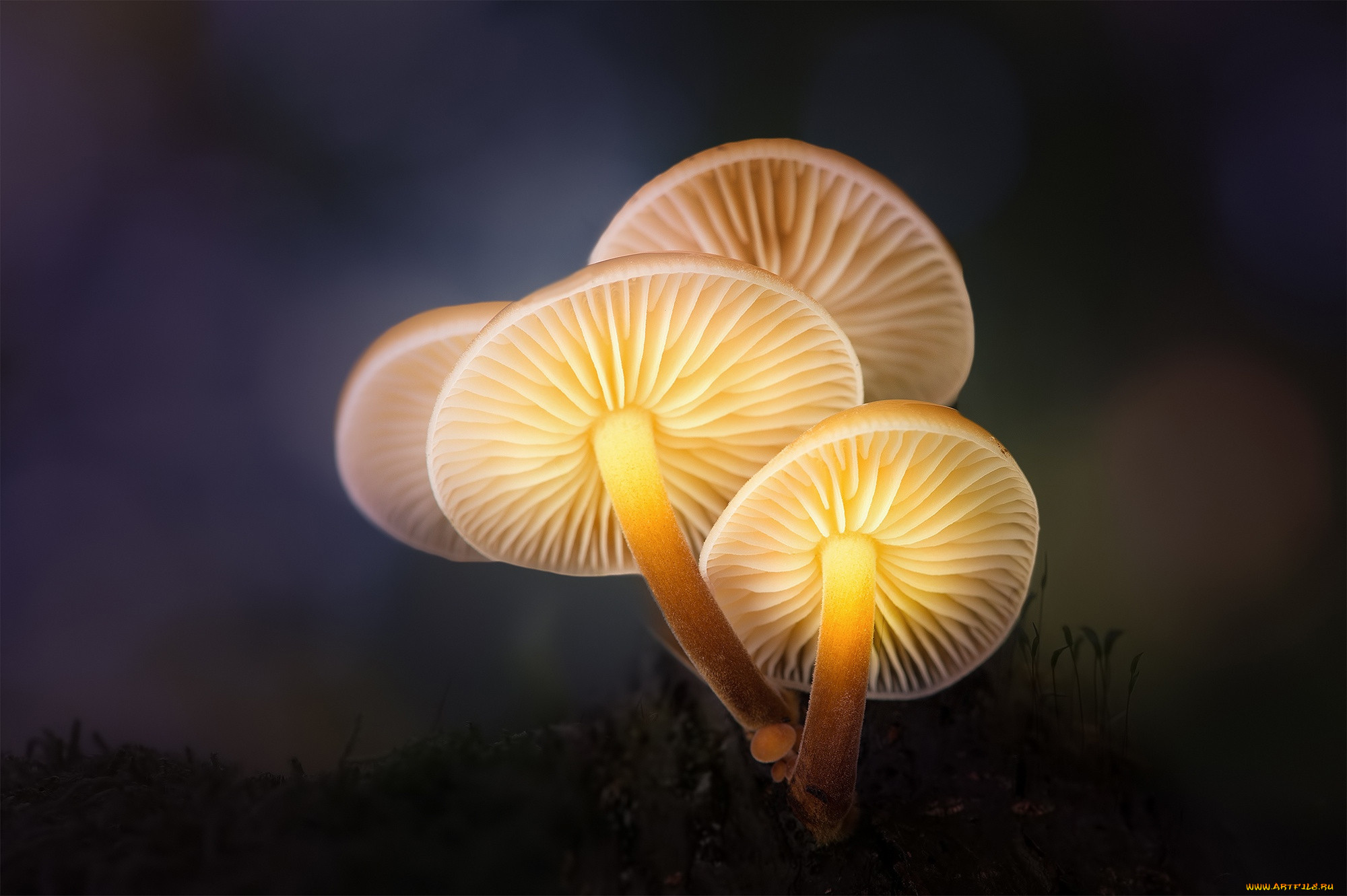 Грибы способны. Mycena LUXAETERNA. Mycena silvaelucens. Светящиеся грибы Mycena LUXAETERNA. Mycena LUXAETERNA вечный свет.